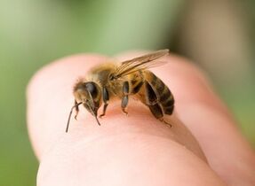 Bienenstich zur Penisvergrößerung