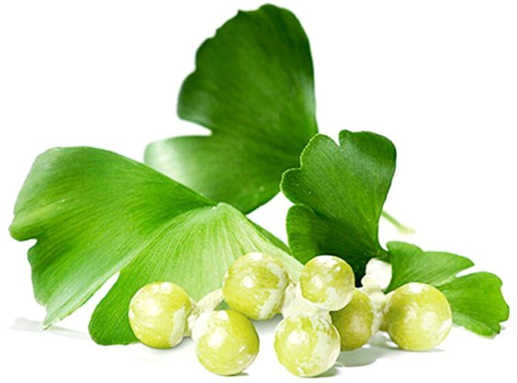 Ginkgo biloba-Blätter verbessern die Durchblutung des Penisgewebes